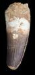 Robust, Spinosaurus Tooth - Large Tooth #40325-2